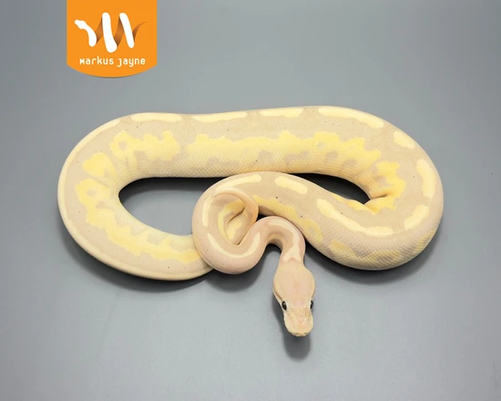 Banana Cinnamon Fire Orange Dream Scrambler Ball Python by Markus Jayne ...