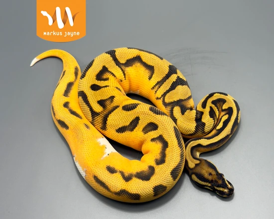 Piebald Scrambler Super Orange Dream Het Hypo (Poss Super Scrambler ...