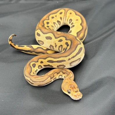 Leopard Cypress Clown 100% Het Albino Ball Python - female for sale from JTC Royals
