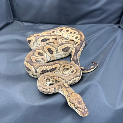 Proven Male Hurricare Clown Ball Python - male for sale from JTC Royals