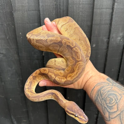 Proven Male Sunset Ball Python - male for sale from JTC Royals