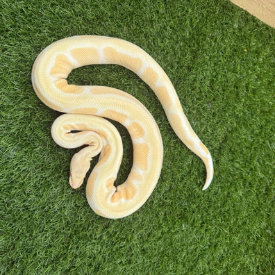 Proven Male Albino Clown Ball Python - male for sale from JTC Royals
