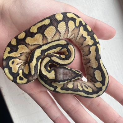 Lesser Pastel YB Ball Python - female for sale from Mars Morphs