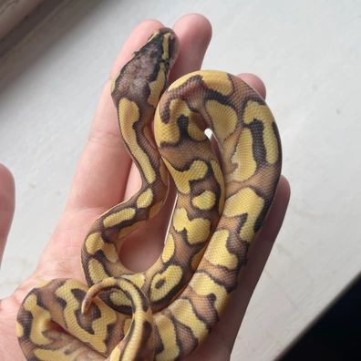 Pastel Enchi Lesser OD Ball Python - female for sale from Mars Morphs