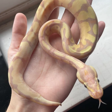 Banana Fire Asphalt Or Spectre Ball Python - male for sale from Mars Morphs