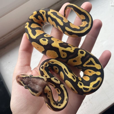 Pastel Fire Asphalt Or Spectre Ball Python - female for sale from Mars Morphs