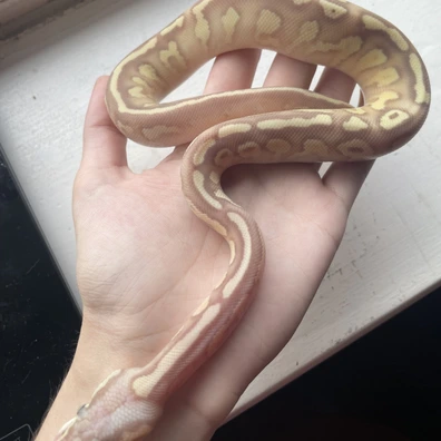 Banana Pastel Asphalt YB Lesser Fire Ball Python - male for sale from Mars Morphs
