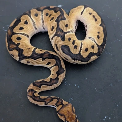 Orange Dream Clown Ball Python - unknown for sale from Morphenates