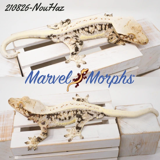 Dark And Cream Lilly White Crested Gecko by Marvel Morphs