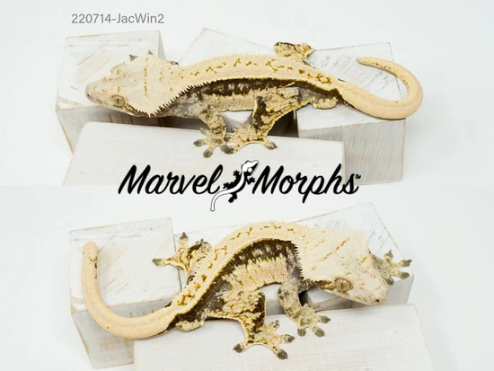 Dark/Cream Full Pinstripe Solidback Crested Gecko by Marvel Morphs