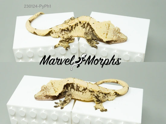 Extreme Harlequin Crested Gecko, Dark/Lavender-Cream by Marvel Morphs