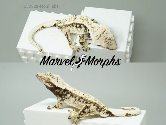 Extreme Harlequin Crested Gecko Morph by Marvel Morphs