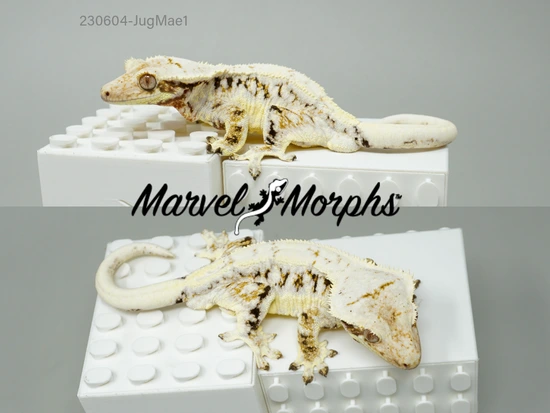 Tri-color Lilly White Crested Gecko by Marvel Morphs