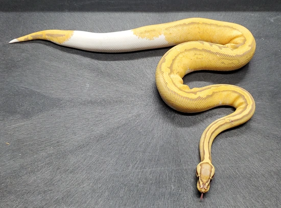 Super Pastel Ultramel Pied 100% Het Clown 50% Het Caramel Ball Python ...
