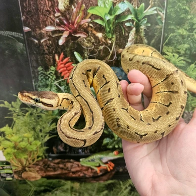 Pastel Pinstripe Ball Python - female for sale from Dragons Den Exotics