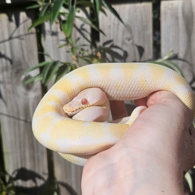 Albino Royal Python Ball Python - unknown for sale from Dragons Den Exotics