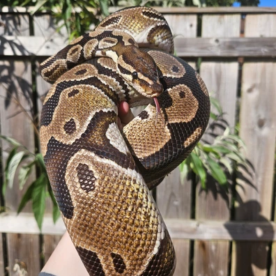 Wild Type Royal Python Ball Python - unknown for sale from Dragons Den Exotics