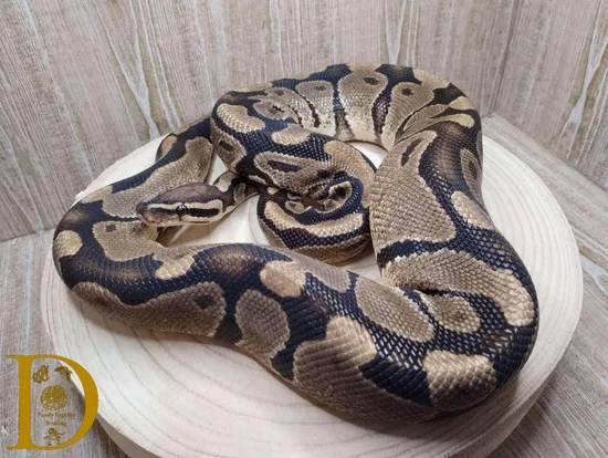 FNR Vanilla Ball Python by D Family Reptiles Breeding