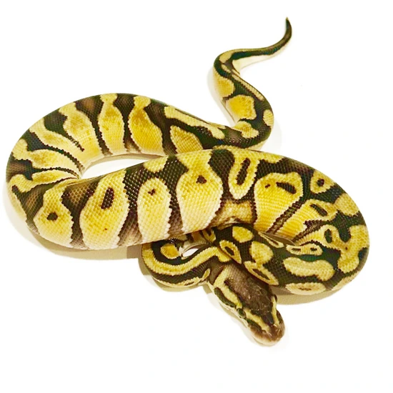 Pastel Enchi Het DG Het Sunset Ball Python by Matt Byram Exotics
