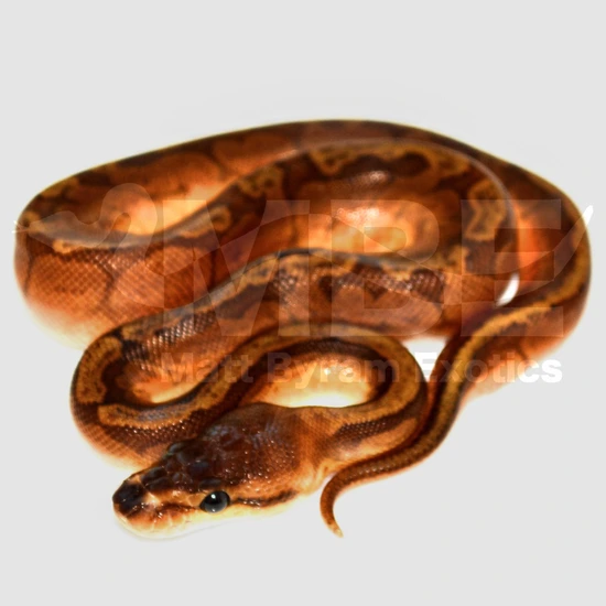 Sunset Het Puzzle Ball Python by Matt Byram Exotics