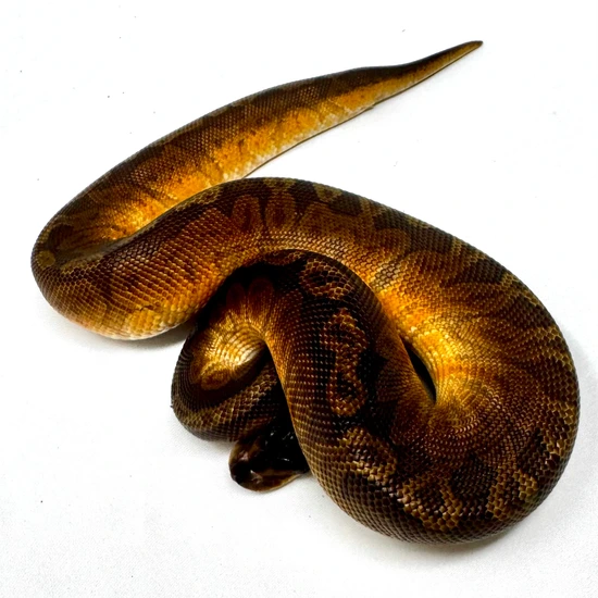 Sunset 50% Het Desert Ghost 50% Het Cryptic 50% Het Clown Ball Python ...