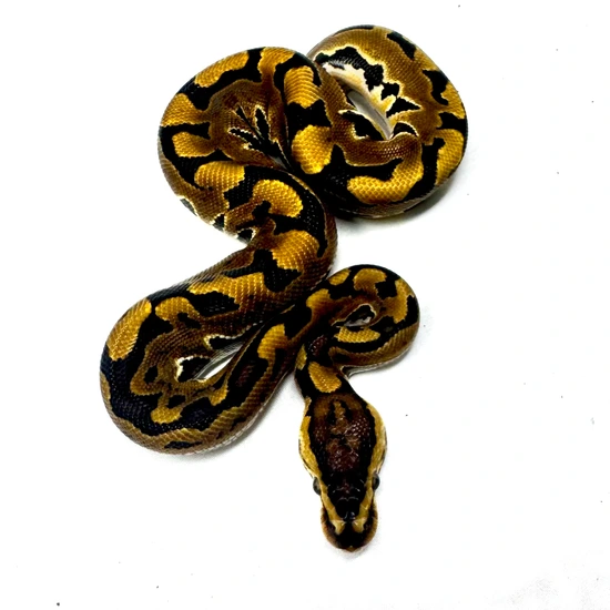Puzzle 66% Het Sunset Ball Python by Matt Byram Exotics