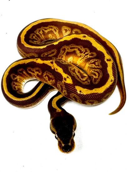 Mojave Sunset 50% Het Puzzle Ball Python by Matt Byram Exotics