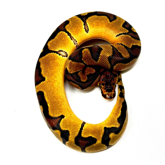 Enchi Clown 50% Het Sunset 66% Het Desert Ghost Ball Python by Matt ...