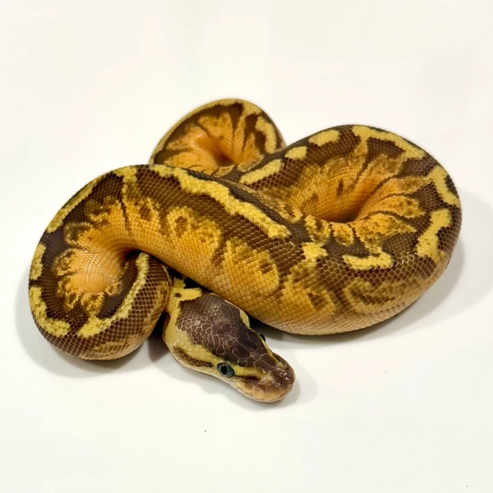 Pastel Sunset 50% Het Puzzle Ball Python by Matt Byram Exotics