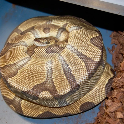 Enchi Clown Ball Python - female for sale from Matt CR