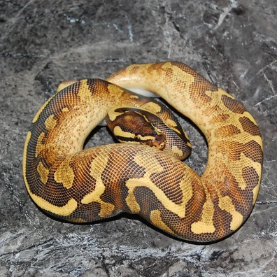 Enchi Super Asphalt Ball Python - female for sale from Matt CR