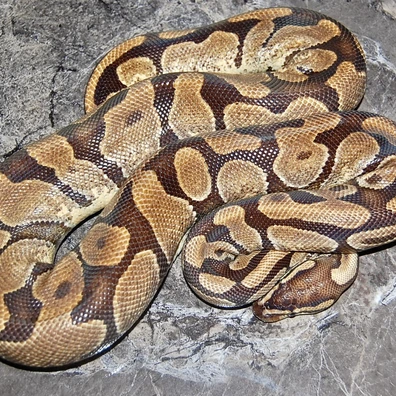 Enchi Het Monarch Ball Python - female for sale from Matt CR
