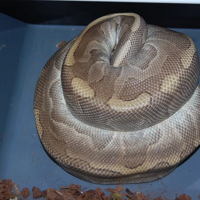 Enchi Leopard Mojave Het Clown Ball Python - female for sale from Matt CR