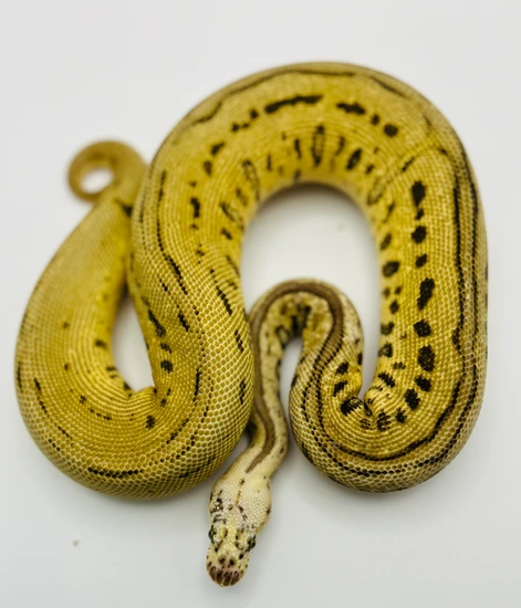 2024 Batman Het Pied Male 749g Ball Python by Martinez Morphs