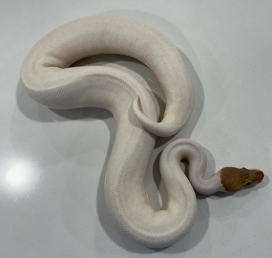2025 Banana Panda Pied Ball Python by Martinez Morphs