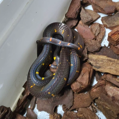 boiga melanota for sale Baby Malaysian Mangrove Snake – Scales and Tails of Ohio How about 7ft Captive Bred