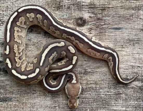 Super Disco Cinnamon Ball Python by MattJReptiles