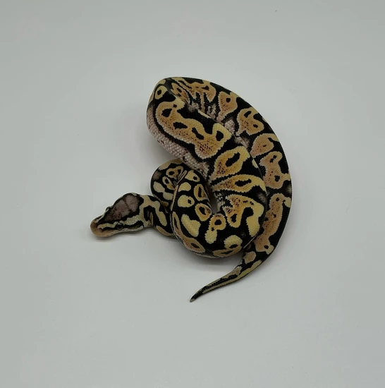 Lace Ball Python Pastel White Lace Ball Python by ML Exotics
