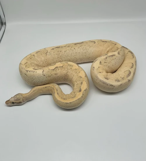 Vanilla Cream Ball Python by ML Exotics