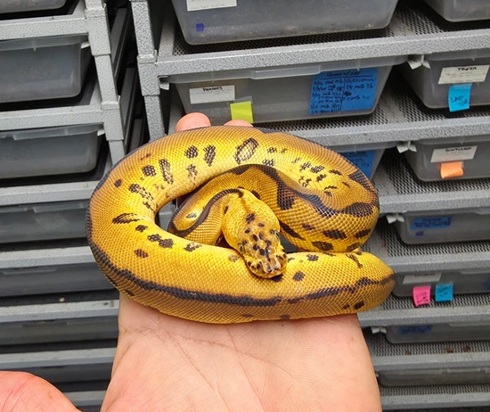 Knight Python Snake Leopard Enchi Clown Het Pied Ball Python by Dark Knight Pythons