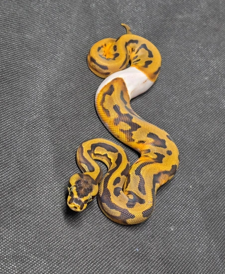 Knight Python Snake Leopard Enchi Pied Het Clown Ball Python by Dark Knight Pythons