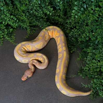 Black Pastel Banana Wookie Dh Clown Piebald Ball Python - female for sale from MisterSmm‘s Ball Pythons