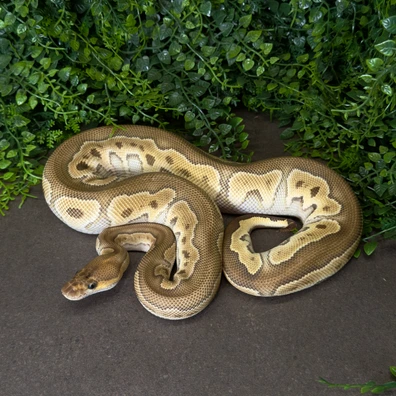 Mojave Chocolate Clown Ball Python - female for sale from MisterSmm‘s Ball Pythons