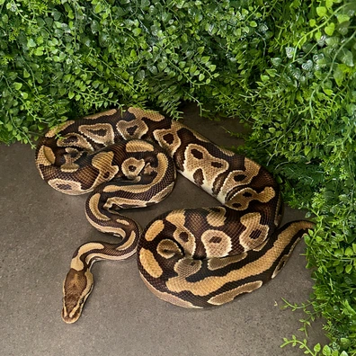 RTB Crypton Ball Python - female for sale from MisterSmm‘s Ball Pythons