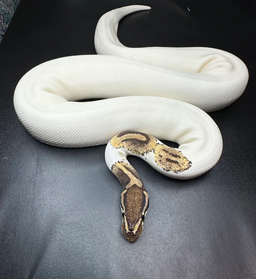 Proven Breeder (High White) YellowBelly Pied Ball Python by Monterey ...