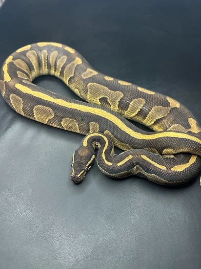 Blackhead Enchi Acid Ball Python by Monterey Bay Morphs