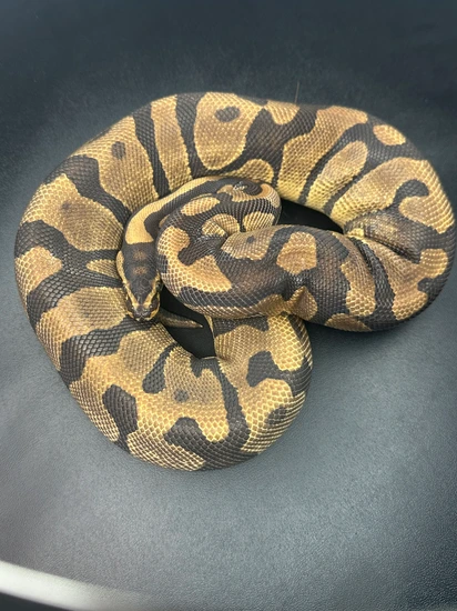 Acid Ball Python Complex Enchi Acid Ball Python by Monterey Bay Morphs