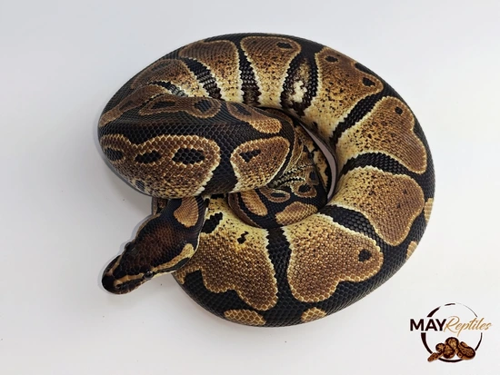Raven Ball Python by MAY Reptiles