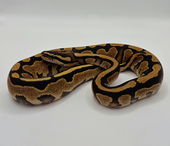 Frenzy Ball Python Fire Ball Python by Berserker ball pythonz