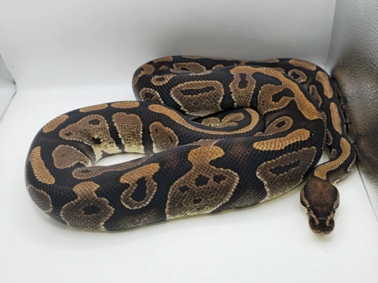 Normal Ball Python by Berserker ball pythonz